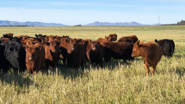 Zafra 2021: el mercado vuelve a marcar los precios de referencia reales de la invernada 