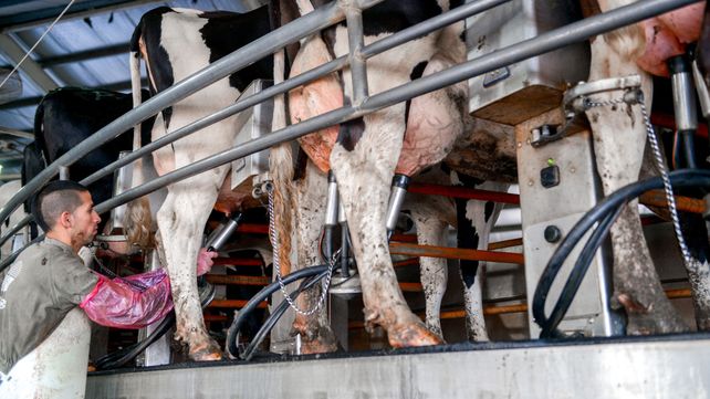 Tamberos. Los productores lecheros se quejan de que se dolarizaron los costos pero el precio sigue en pesos.