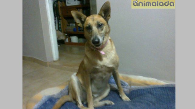 Pichichos en adopción