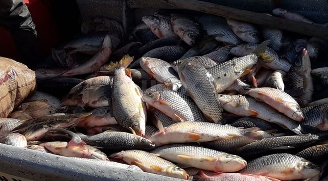 Las especies pescadas.