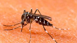Realizarán un operativo para calcular el índice larvario en la Ciudad por el dengue