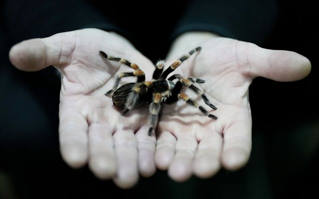Osvaldo Negri sostiene una tarántula, una de sus 60 arañas mascotas en Lanús, Buenos Aires, el jueves 9 de septiembre de 2021. El enfermero de 50 años dijo que comenzó a criar arañas para superar la aracnofobia y que cuidarlas lo ha ayudado durante la pandemia.