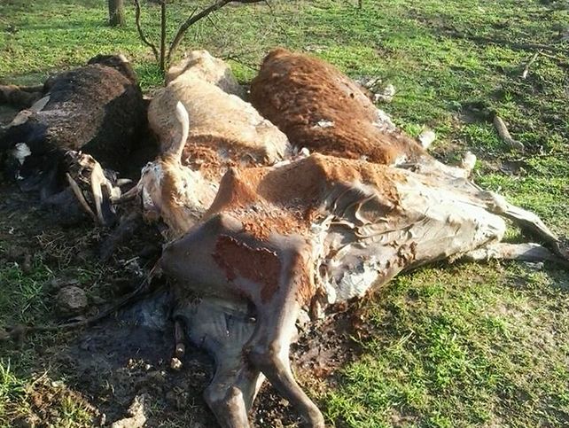 Vecinos de Arroyo Seco denuncian las misteriosas muertes de animales en un campo