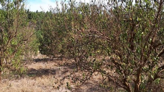 La alarmante sequía deja en un grave estado al sector citrícola de la provincia
