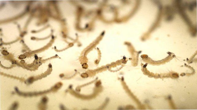 Carla Vizzotti: El dengue encuentra un sistema sanitario fortalecido