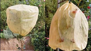 Cuidar las plantas del frío