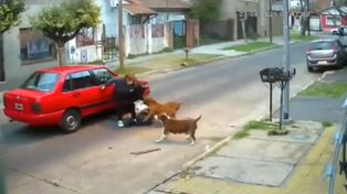Video: tres perros pitbull atacaron a una mujer en la calle y tuvo que ser hospitalizada