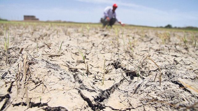 La sequía produce estragos en la producción agrícola y ganadera de la provincia de Santa Fe.