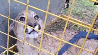 Puerto Gaboto: rescatan a un puma que habría sido capturado por un pescador