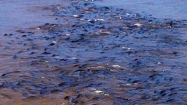 Protegen un inusitado cardumen de surubíes detectado en el río Paraná