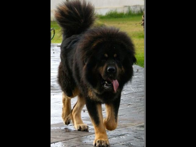 Estas son la razas de perros más caras del mundo