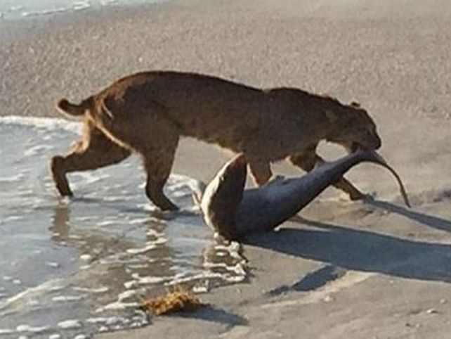 Un gato montés se metió al mar para atrapar tiburón