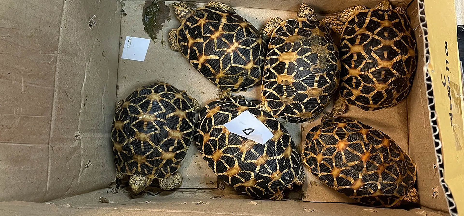 Tortugas estrella dentro en una caja en el aeropuerto de Suvarnabhumi después de ser encontradas en el equipaje de un hombre que intentaba viajar a Mongolia. El hombre fue arrestado por presuntamente intentar contrabandear dragones, pitones, tortugas terrestres y 24 peces vivos de Komodo fuera del país. Fotografía: Departamento de Aduanas de Tailandia/AFP/Getty Images Tortugas estrella dentro en una caja en el aeropuerto de Suvarnabhumi después de ser encontradas en el equipaje de un hombre que intentaba viajar a Mongolia. El hombre fue arrestado por presuntamente intentar contrabandear dragones, pitones, tortugas terrestres y 24 peces vivos de Komodo fuera del país. Fotografía: Departamento de Aduanas de Tailandia/AFP/Getty Images