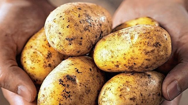 Se celebra el día mundial de las papas fritas. La papa hace 7.000 años que se consume
