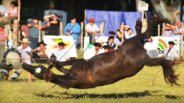 El Colegio de Médicos Veterinarios de Entre Ríos rechaza las pialadas y piden aplicar la ley de protección animal y reglamentos sobre bienestar animal