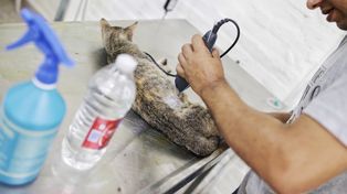 Van a realizar castraciones gratuitas a animales de compañía en Colastiné