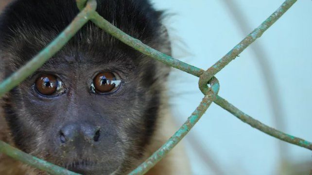 El trafico ilegal de especies silvestres significa el destierro de más de 135 especies en Argentina. Aves