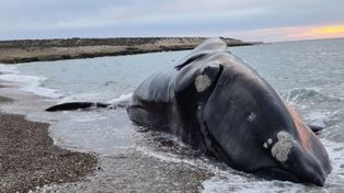 Uno de los seis ejemplares de la ballena franca austral que apareció muerto frente a las costas de Puerto Pirámides.&nbsp;