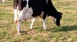 Avanzan en el desarrollo de una vacuna para prevenir la mastitis bovina