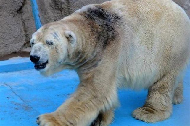 El oso Arturo murió en Mendoza