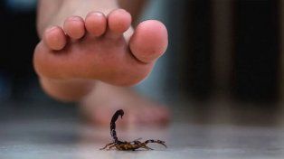 Entre Ríos registró 340 casos de alacranismo en 2025, superando los 291 de 2024