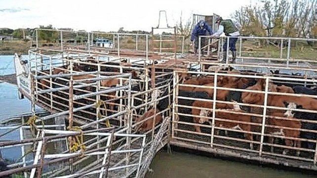 evacuacion-animales-islasjpg