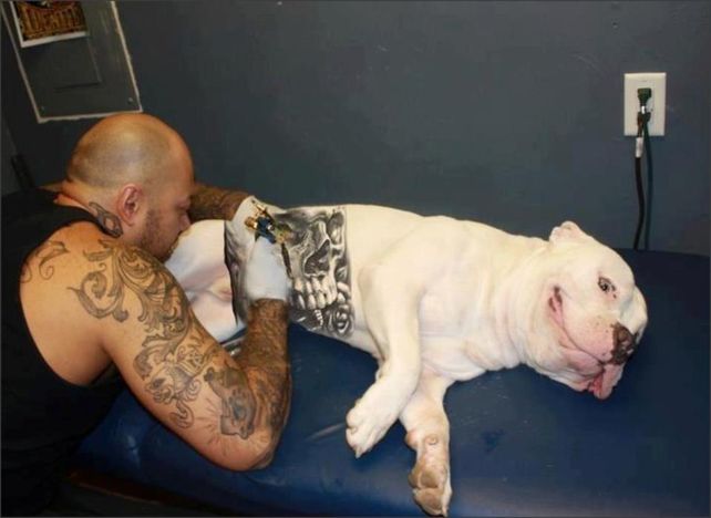 Indignación en redes sociales por la moda de tatuar mascotas