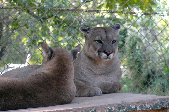 El puma encontrado en Laguna Paiva fue trasladado en la Granja La Esmeralda