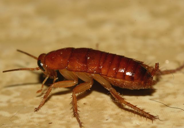 La mordida de cucaracha es cinco veces más fuerte que la humana
