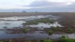 Lluvias clave en la región núcleo: alivio para la soja, pero persiste el riesgo de fuertes pérdidas de rinde