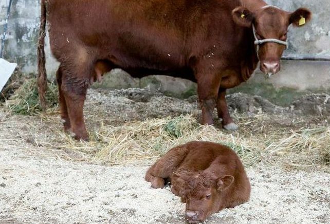 El primer ternero de la Rural se llama Mascherano