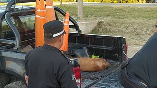 Rescataron a un ejemplar de aguará guazú que deambulaba por la ruta