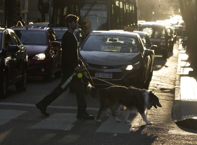 Especialistas indican que tener una mascota sirve para mejorar la salud física y mental