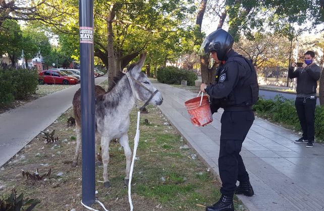 El animal fue custodiado por personal policial