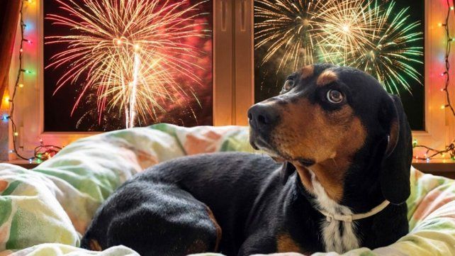 Algunas recomendaciones para minimizar el impacto del estruendo de cohetes y bombas en mascotas