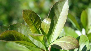Glifosato en la yerba reabre debate entre la competitividad productiva y los riesgos ambientales
