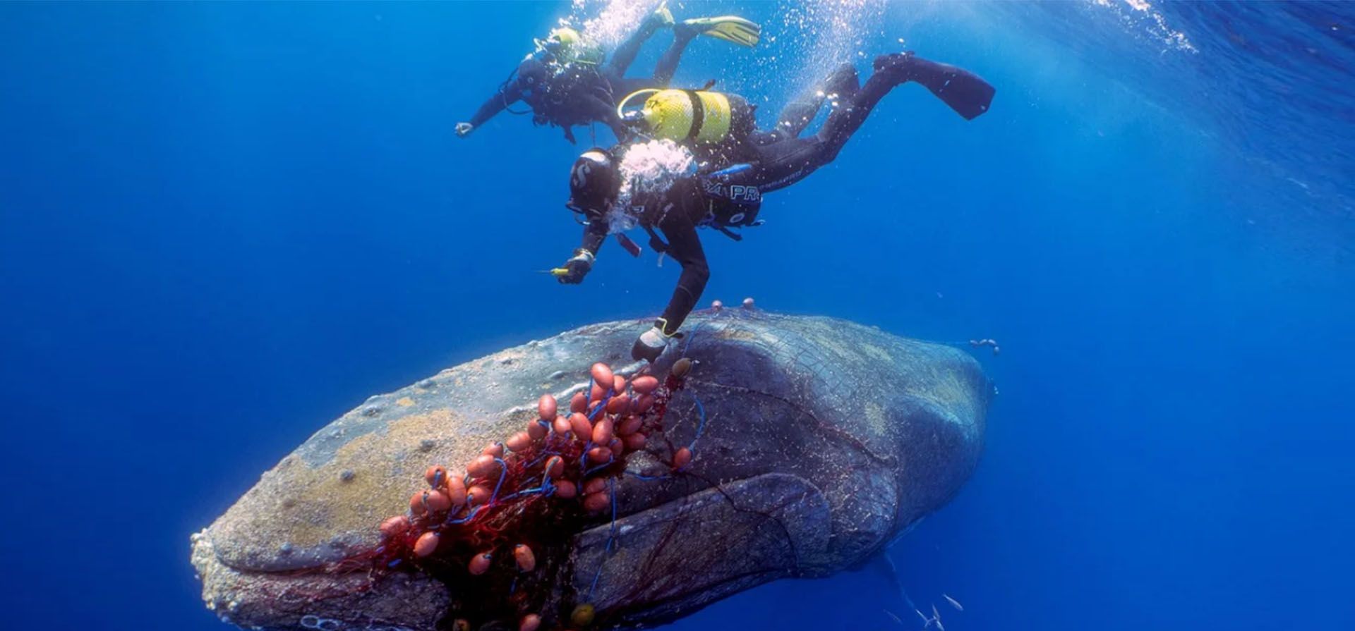 Buzos españoles tratan de cortar una red de deriva ilegal de una ballena jorobada de 12 metros de largo, que se enredó en ella cerca de la playa de Cala Millor en la isla balear de Mallorca, España.