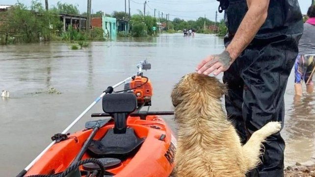 Integrantes de Planeta Vivo salva a los animales varados en las casas tras las inundaciones por las intensas lluvias en la zona de Zárate - Campana
