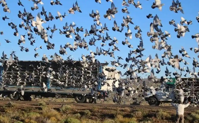 El descargo de los criadores de palomas mensajeras