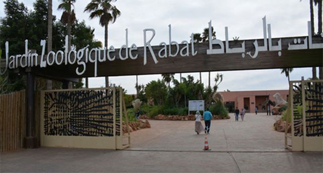 Un elefante de zoológico lanzó una piedra y mató a una niña