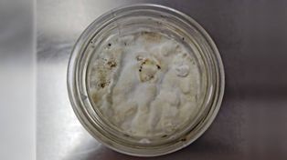 Vista desde arriba de la combinación entre las colillas de cigarrillos y los hongos que realizan los investigadores de Rosario