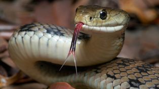Encuentran una serpiente sin cabeza en barrio Candioti