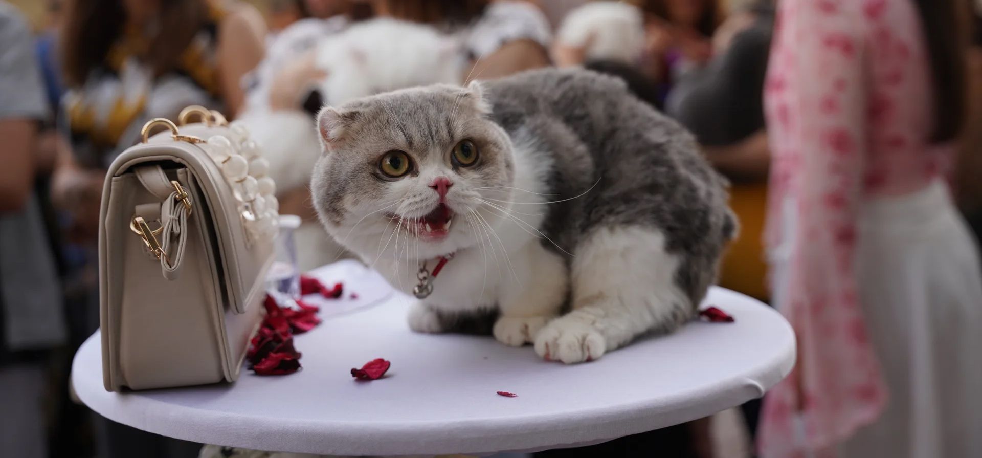 La gente se reúne para el segundo Festival Anual de Belleza Felina organizado por el Hospital Veterinario Real, con el objetivo de promover el amor por los animales y crear conciencia sobre el cuidado felino, Sulaymaniyah, Irak. Fotografía: Fariq Faraj Mahmood/Anadolu/Getty Images La gente se reúne para el segundo Festival Anual de Belleza Felina organizado por el Hospital Veterinario Real, con el objetivo de promover el amor por los animales y crear conciencia sobre el cuidado felino, Sulaymaniyah, Irak. Fotografía: Fariq Faraj Mahmood/Anadolu/Getty Images