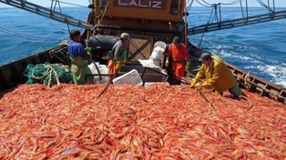 Chubut: por un conflicto laboral se perdieron unas 340 toneladas de langostinos