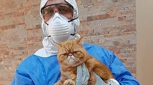 Investigación nacional: en Santa Fe buscan animales para testear por coronavirus