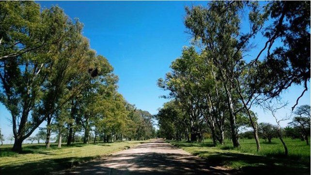 Este martes se celebra el Día del Árbol Entrerriano