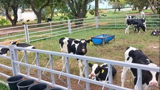Ganadería: implementan sistemas de crianza colectiva para mejorar el bienestar animal