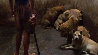 Fallo sin precedentes: la Justicia le dictó prisión preventiva a un hombre por matar a golpes a un perro