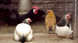 El laboratorio oficial del Senasa confirmó el diagnóstico de influenza aviar en gallinas en la localidad de Laurence, Nogoyá.