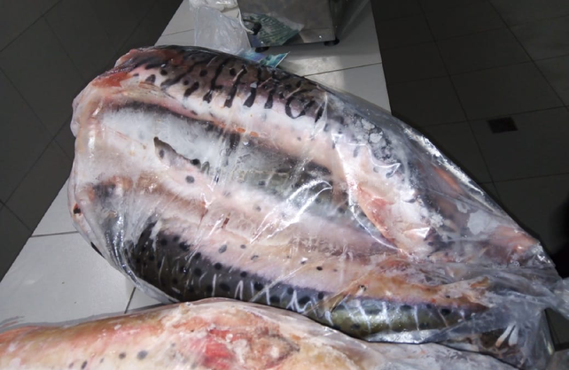 Los ocho pescados secuestrados pesaban m&aacute;s de 50 kilos.